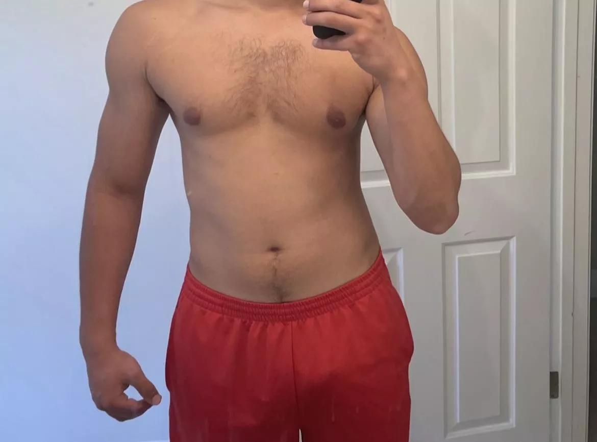 24M Experienced and Fit Bull