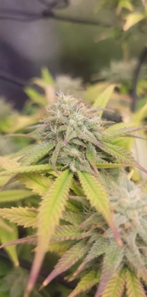 32 bull clean CT based. Let's chat [M4MF]