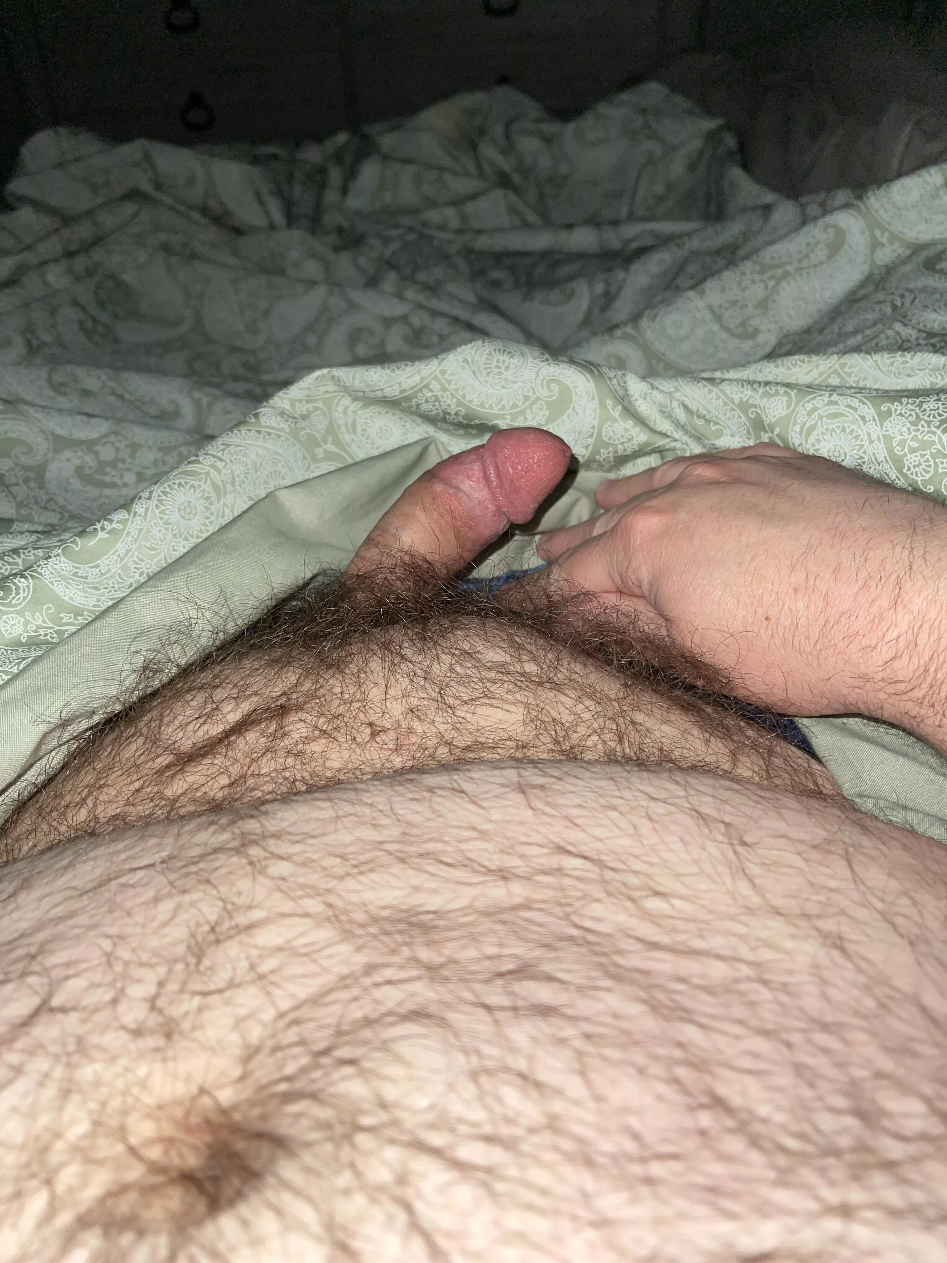 [38] bear cum