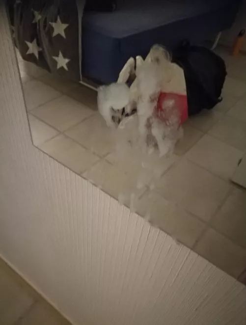 50 likes and i will post video of my massive cumshot