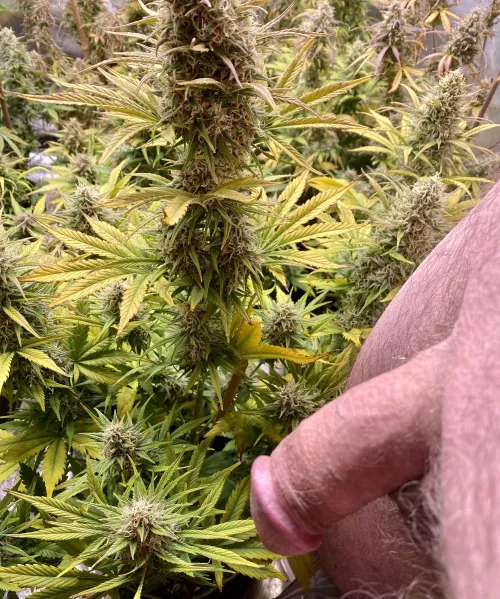 57 Bi meet the girls NFST legal to grow in my state.White Widow autos ILGM