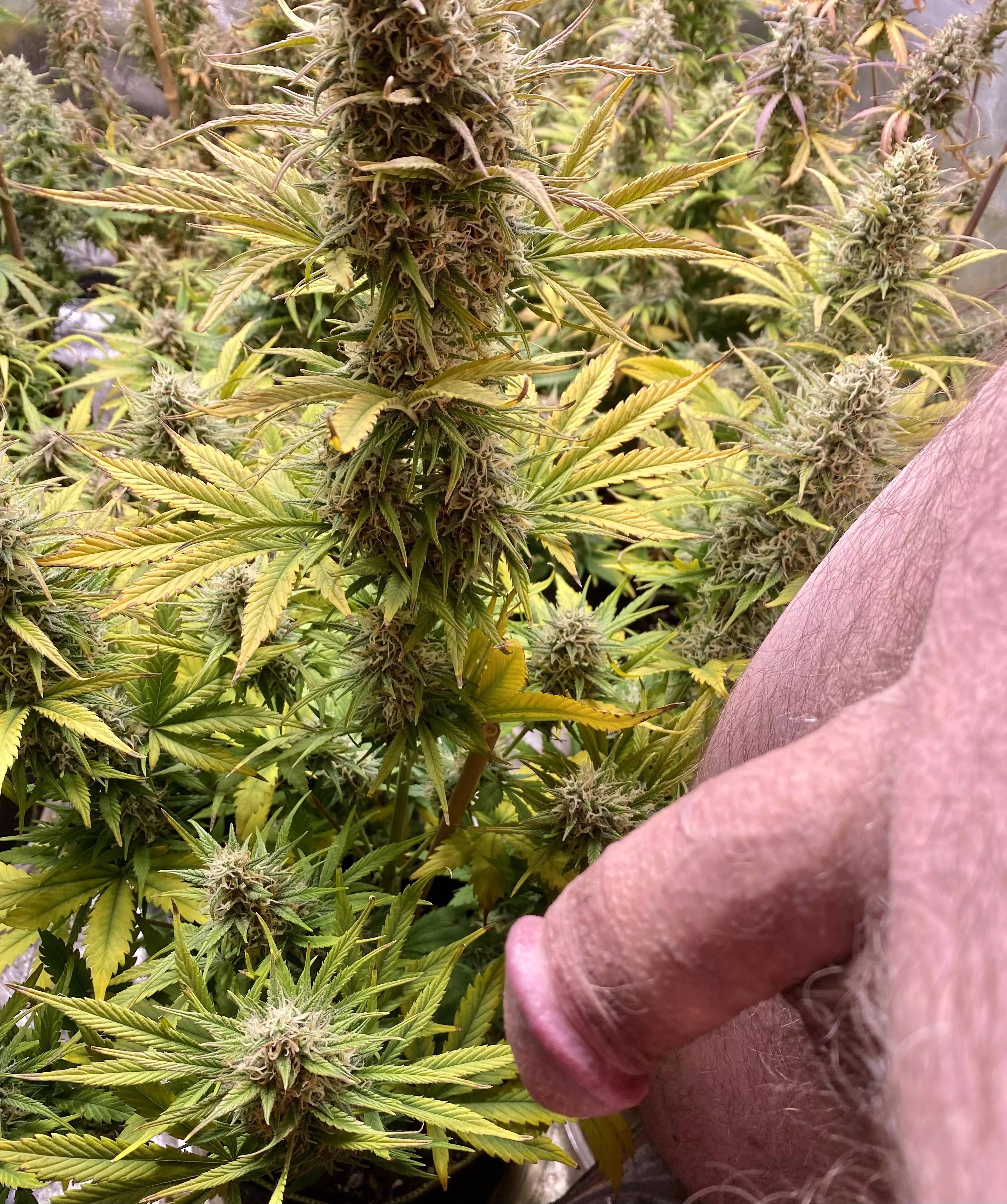 57 Bi meet the girls NFST legal to grow in my state.White Widow autos ILGM