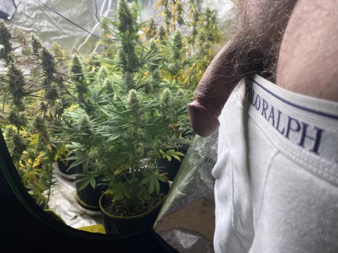 57 waiting for white widow auto to finish the next 4 weeks