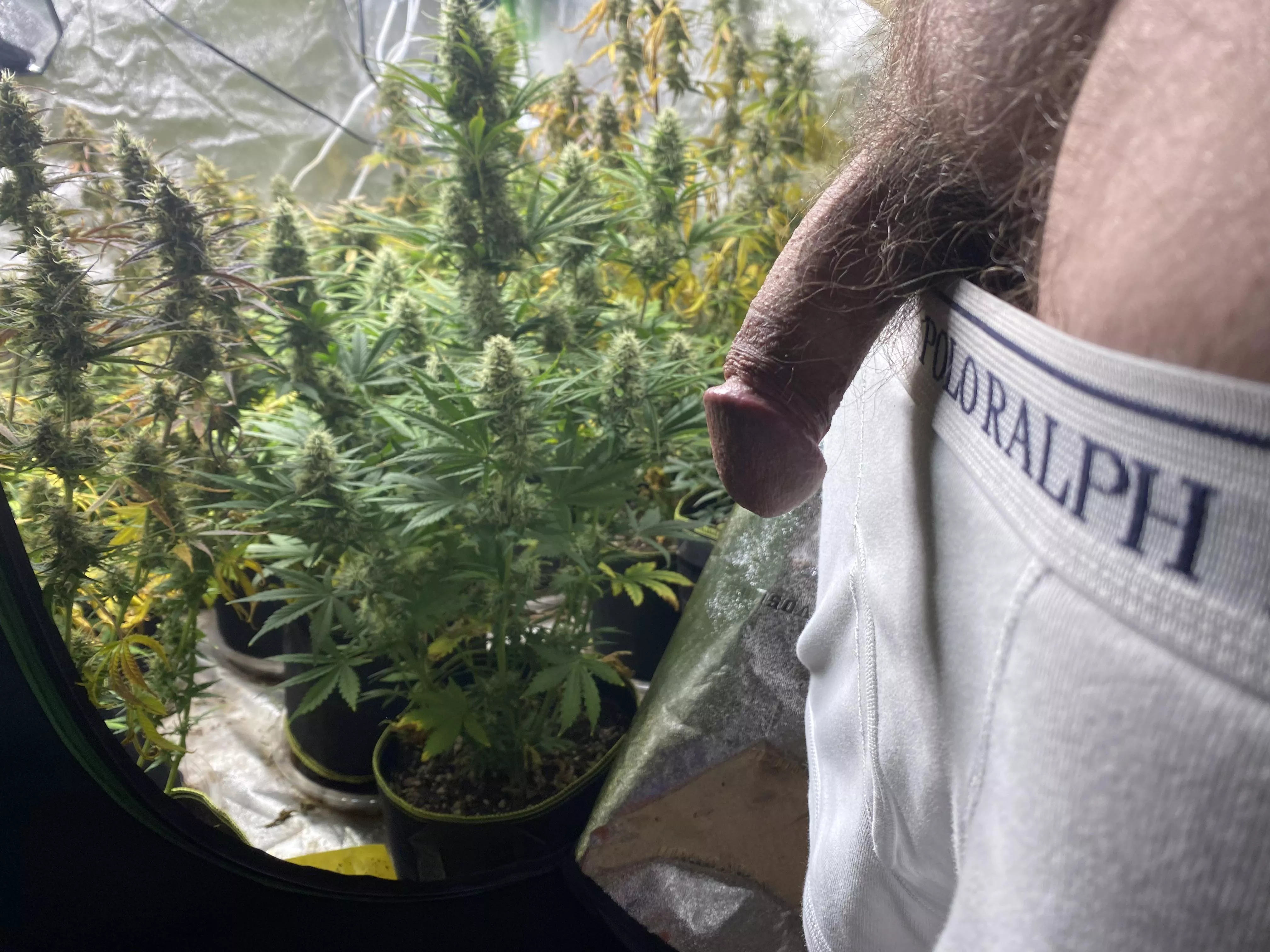 57 waiting for white widow auto to finish the next 4 weeks 57 waiting for white widow auto to finish the next 4 weeks