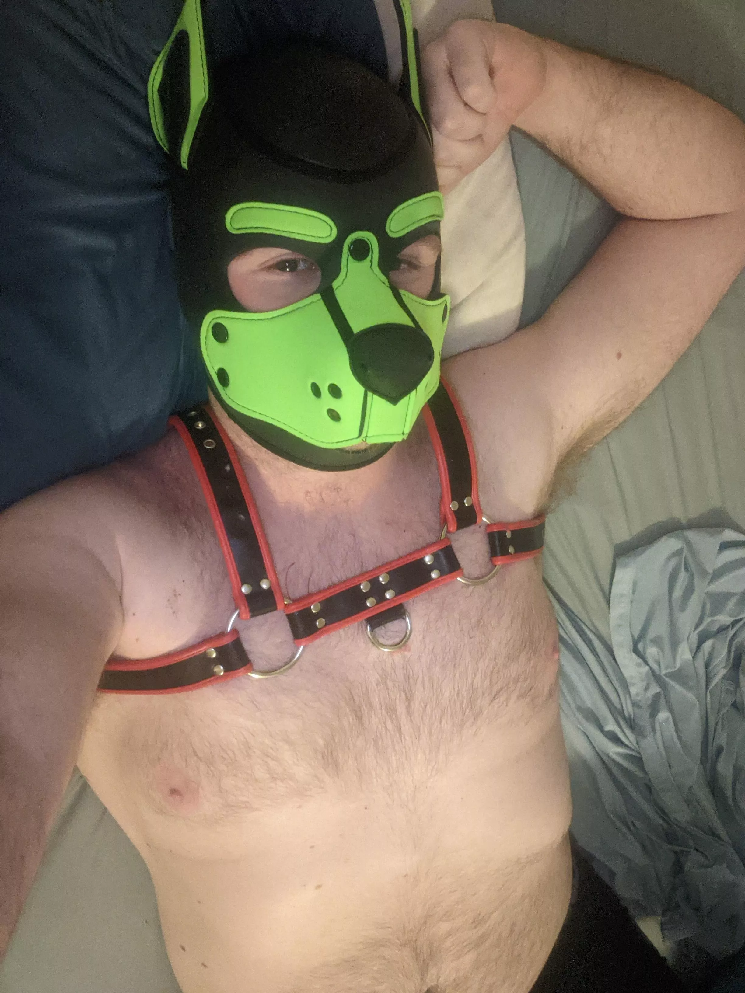 Any cuddles for a fuzzy pup?