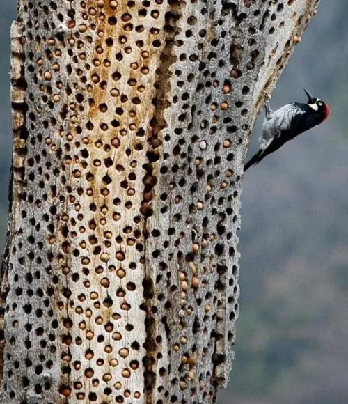 Anyone else see this pic of stored acorns in a tree (from a woodpecker) and wanna pop it?