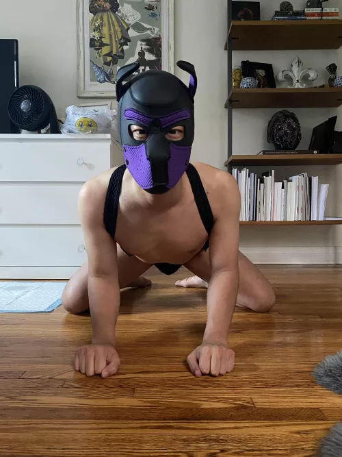 Anyone wants to adopt this puppy?