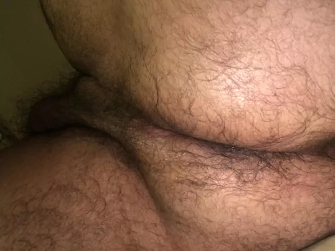 aussie bear so hungry for cock