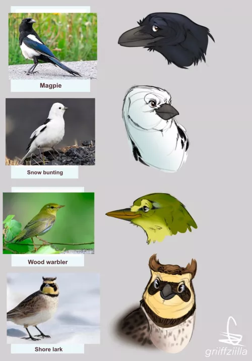 bird sketches! :) art by me