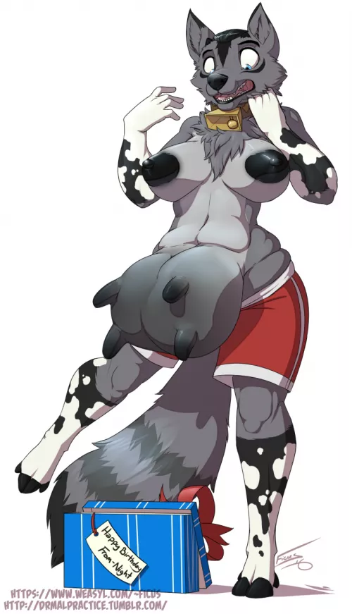 Birthday surprise [F Anthro Coyote -> F Anthro Cow Mid-TF] (malificus)