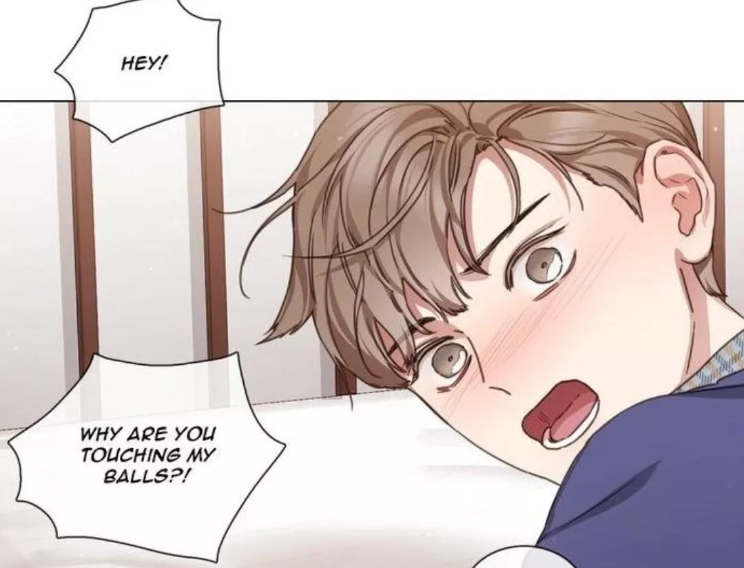 Cats being neutered: