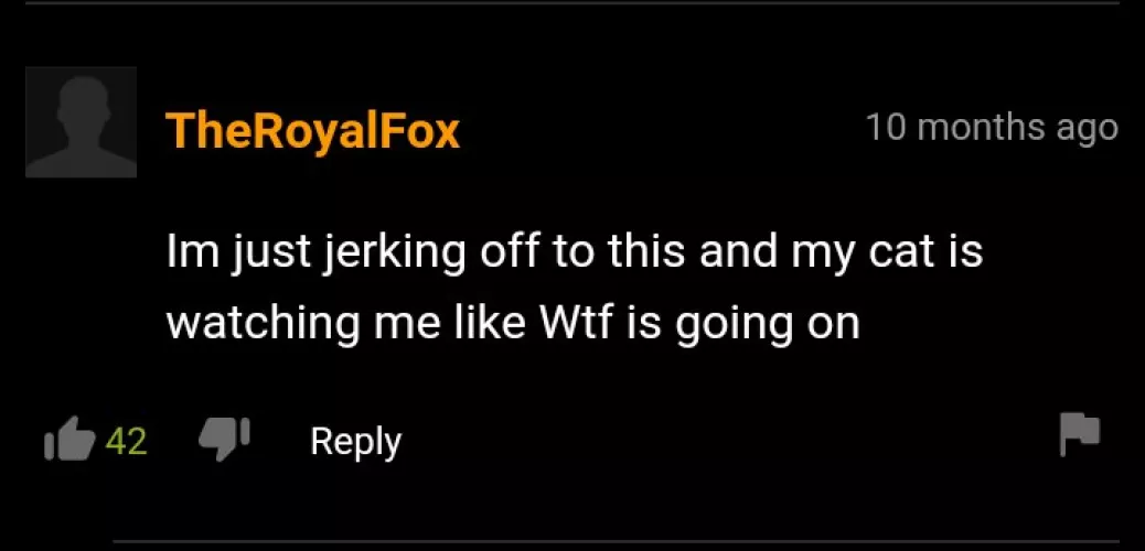 Cat's watch looking like we killed their family