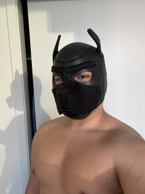 Could really use some pup bros to chat with 😄