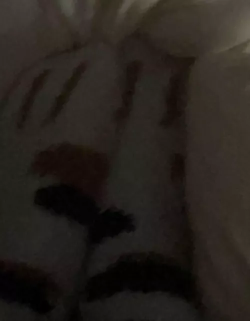 cute cat socks I got :)