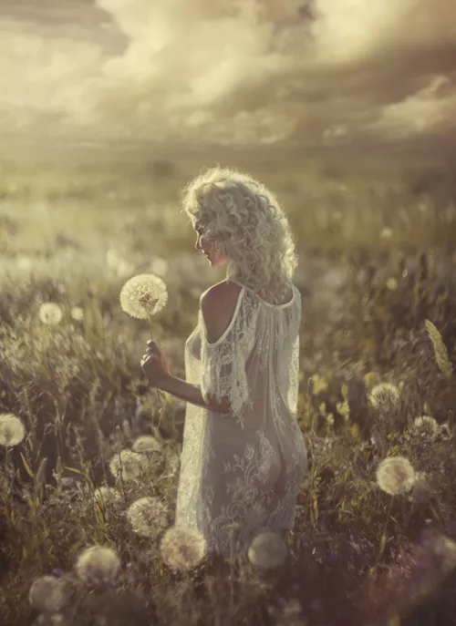 dandelions warm moments...