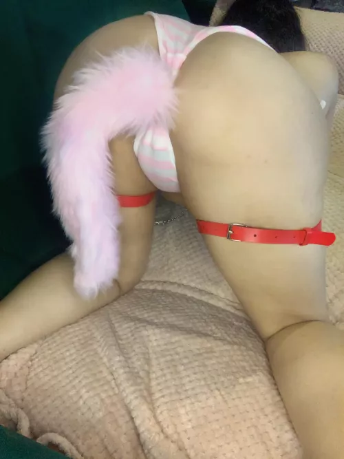 Do you like cats?🐱