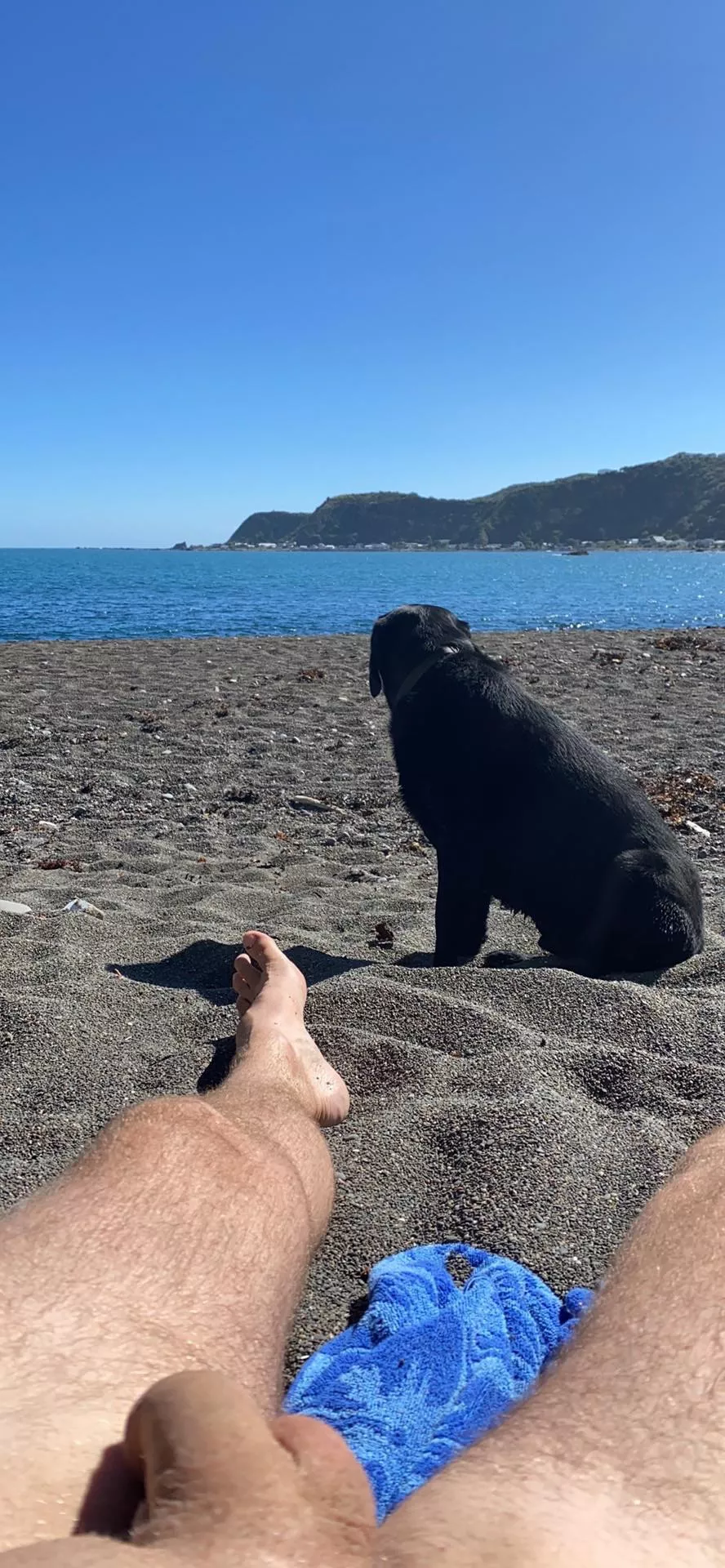Dog is shy at nudist beach (kept his collar on)