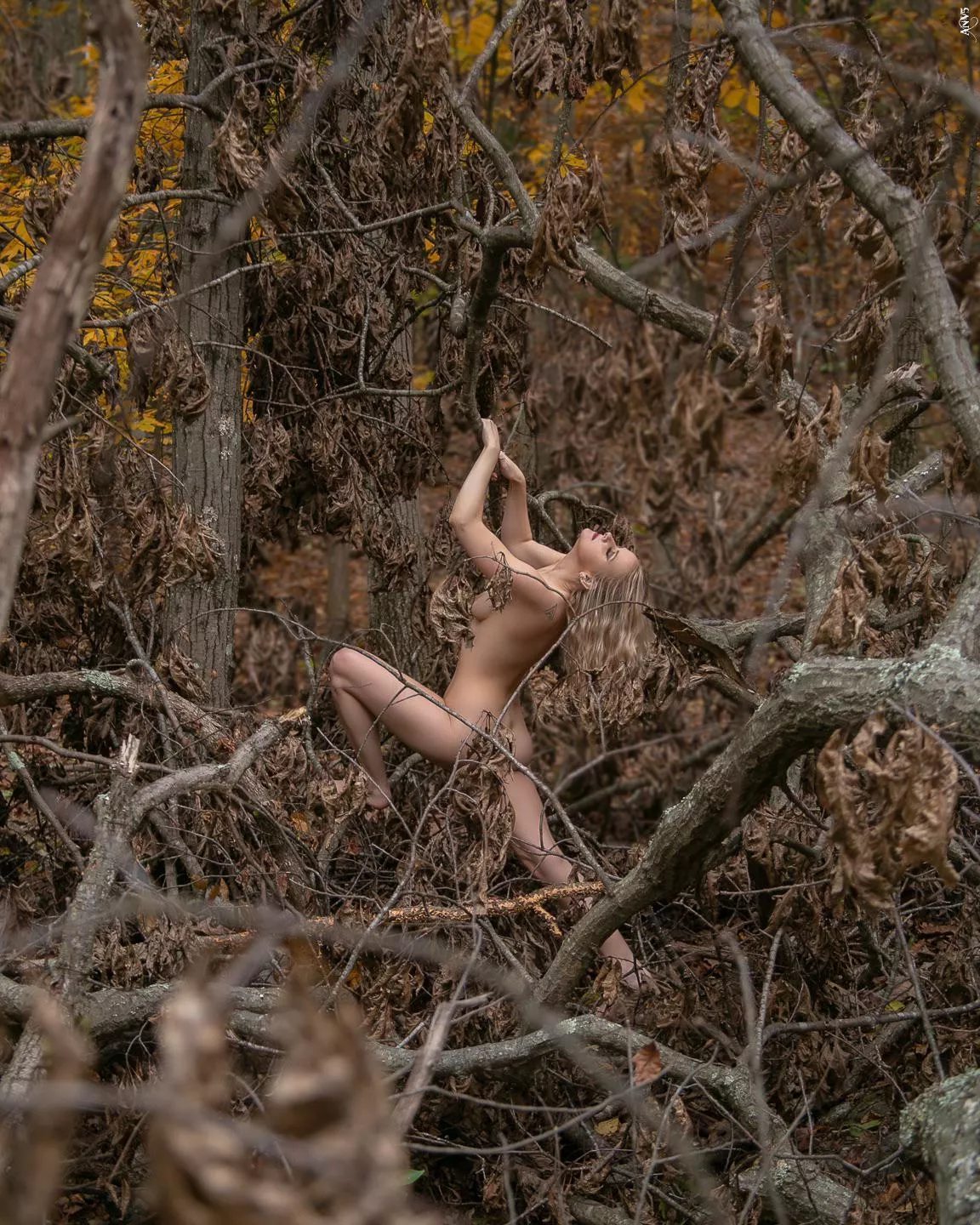 Find me in the trees