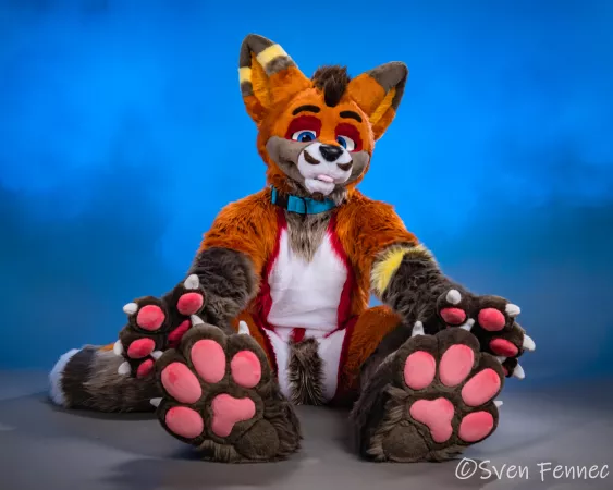 Fox and Paws 🦊🐾 Photo taken by me.