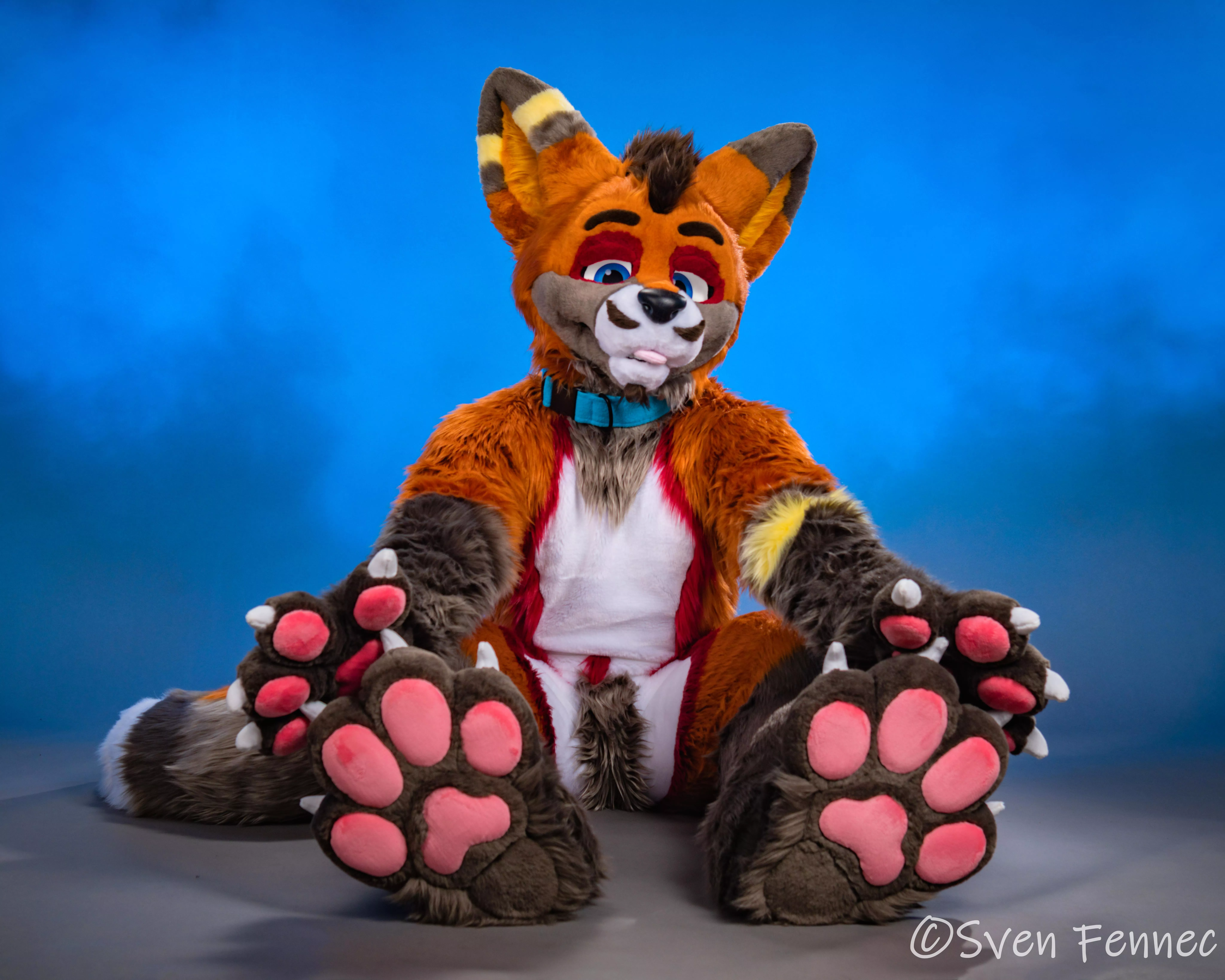 Fox and Paws 🦊🐾 Photo taken by me.