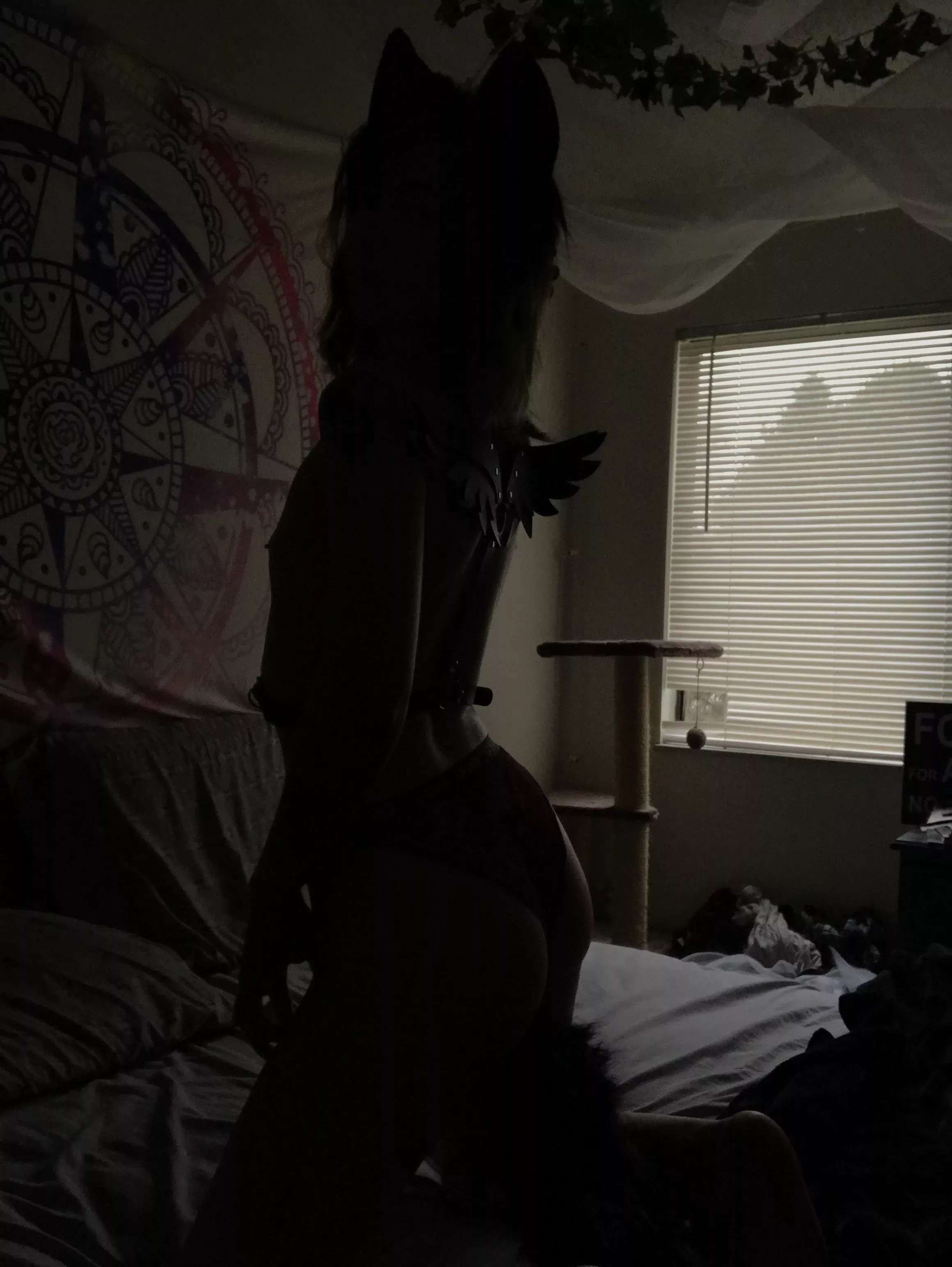 Fox in the shadows~ Did you notice my 🔌 tail?