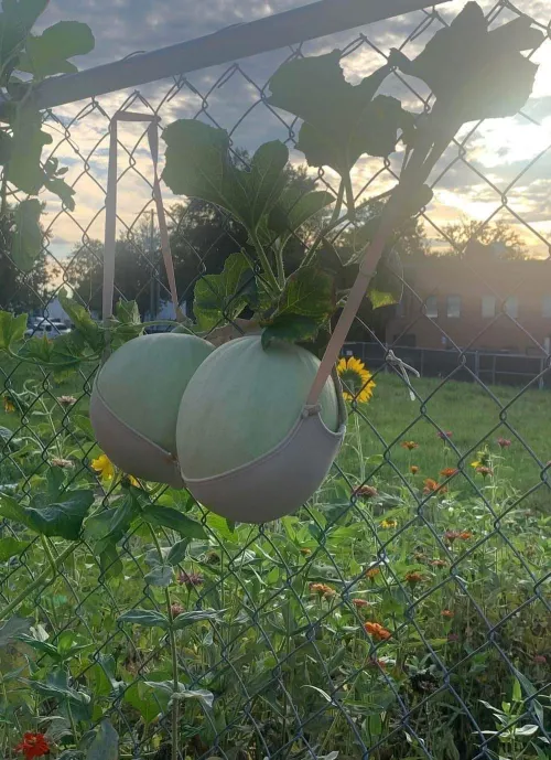 Funny but definitely a creative idea. 🍈🍈😂🤣