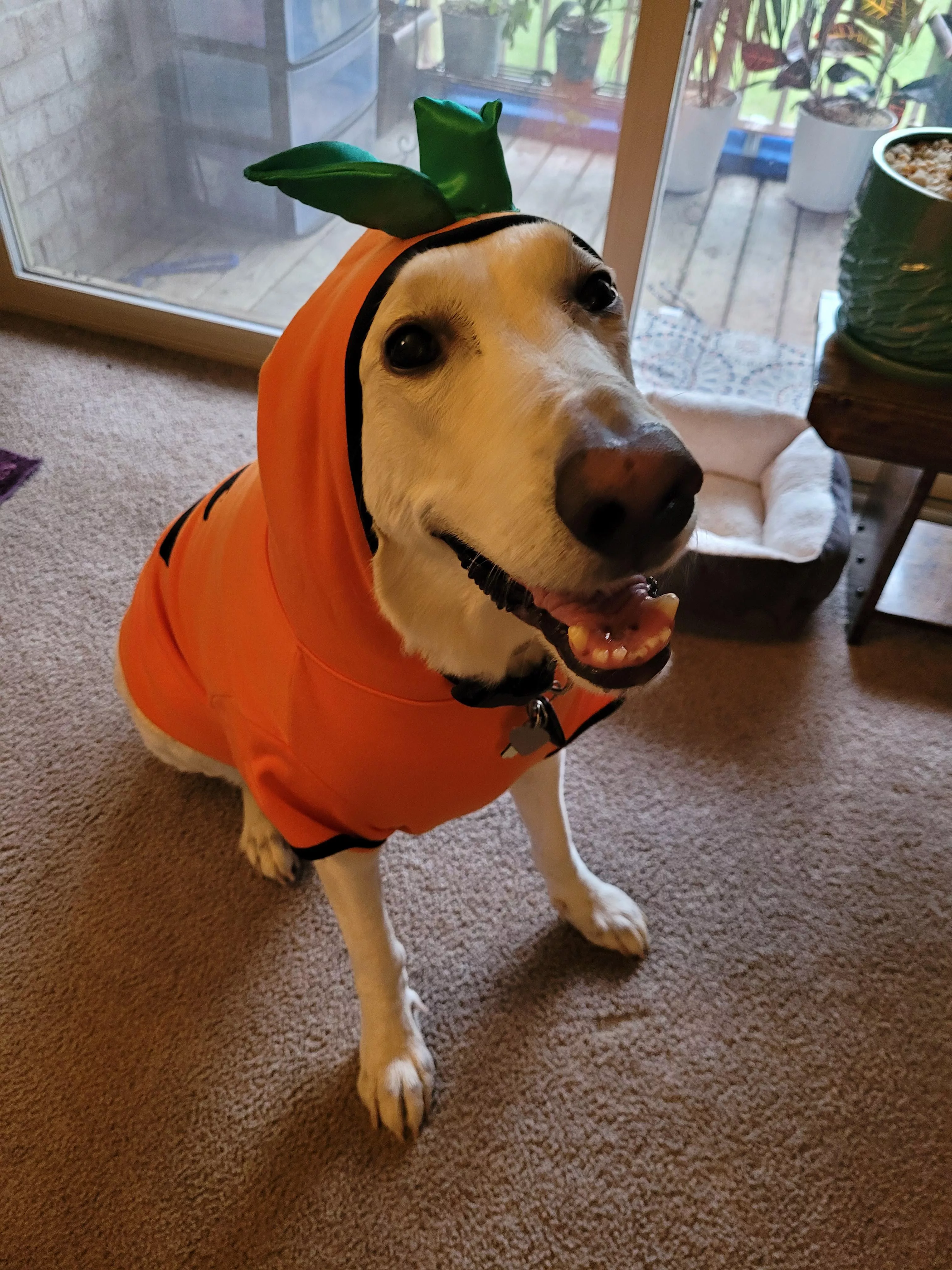 Ghost is getting ready for Pupkin Spice season! Ghost is getting ready for Pupkin Spice season!