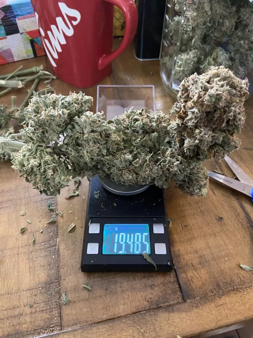 Girthy buds, she’s (f) but makes (M)e excited!