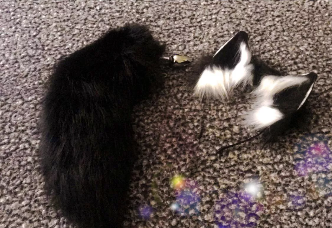 Got new puppy gear in the mail today 🐶💕. Next goal is bunny gear!