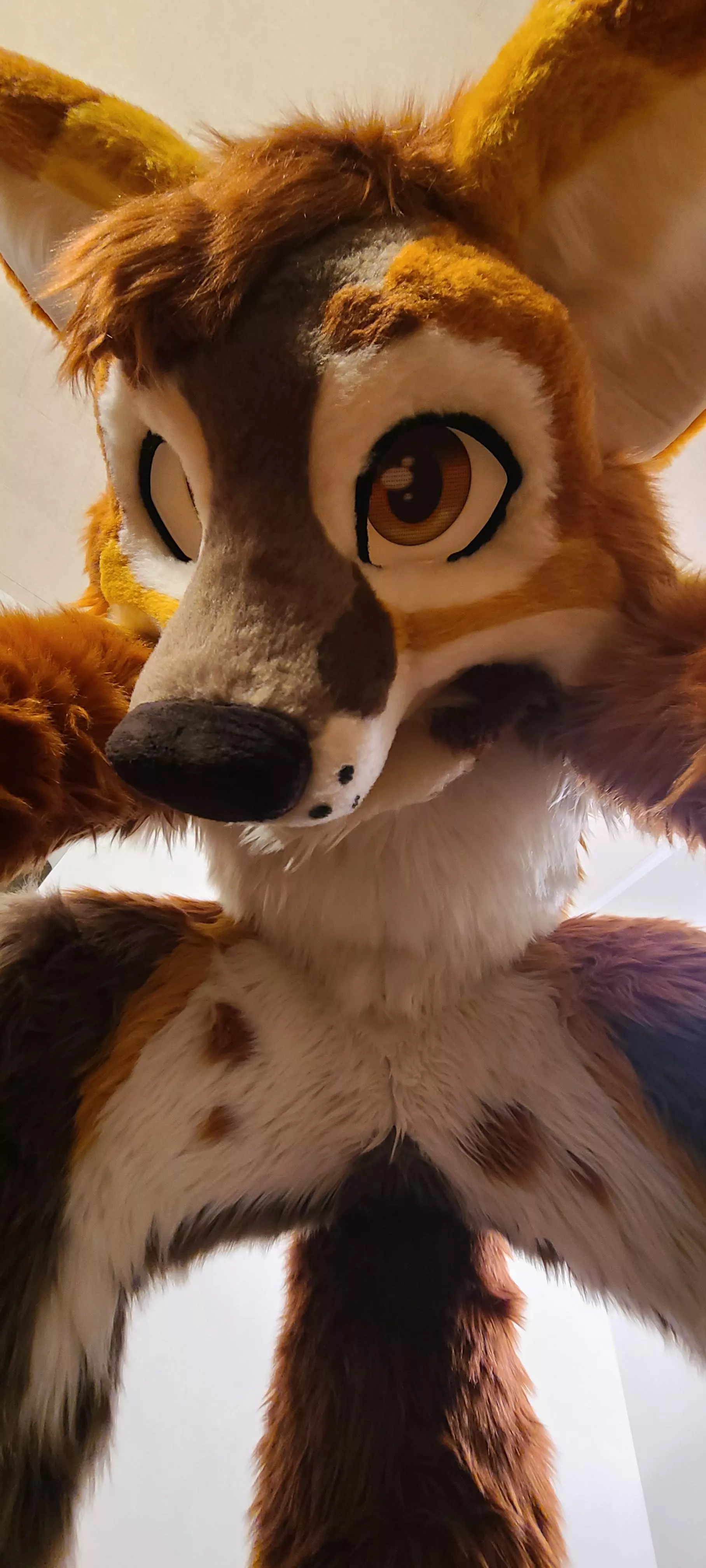 Happy Fox Friday Everyone! Suiter: Conrad the Fox 📷: Me