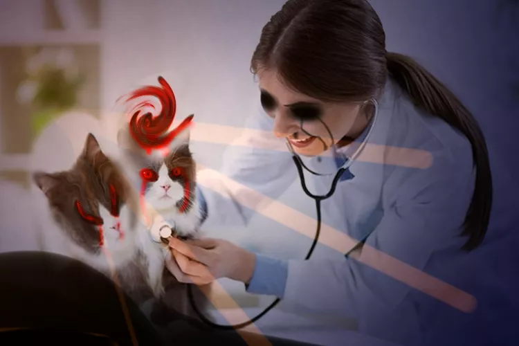 Hello my children, I came to ask for a truce between the demons and the baramangues, how are you with that?