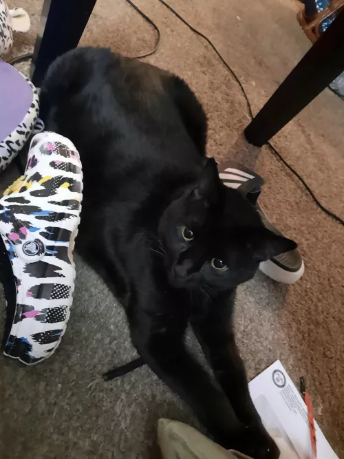 Here's a fluffy kitty for all the littles to see and smile from hopefully haha