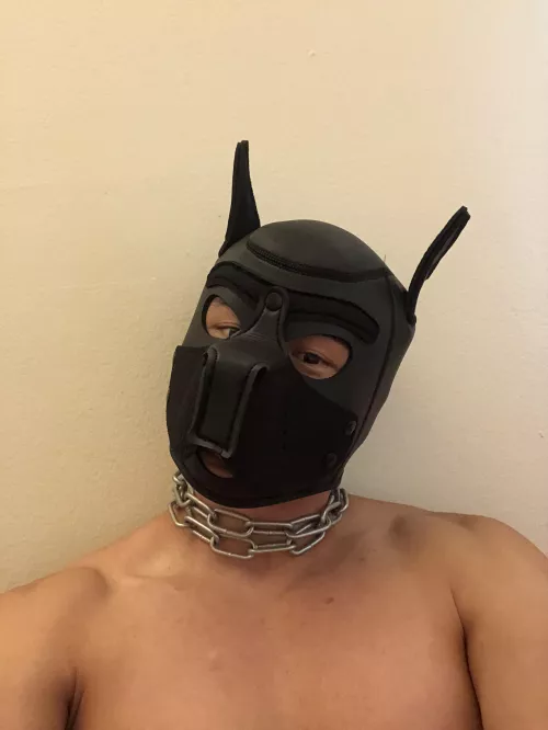 Hi all, new to the pack! Pup Ace here! ♠️