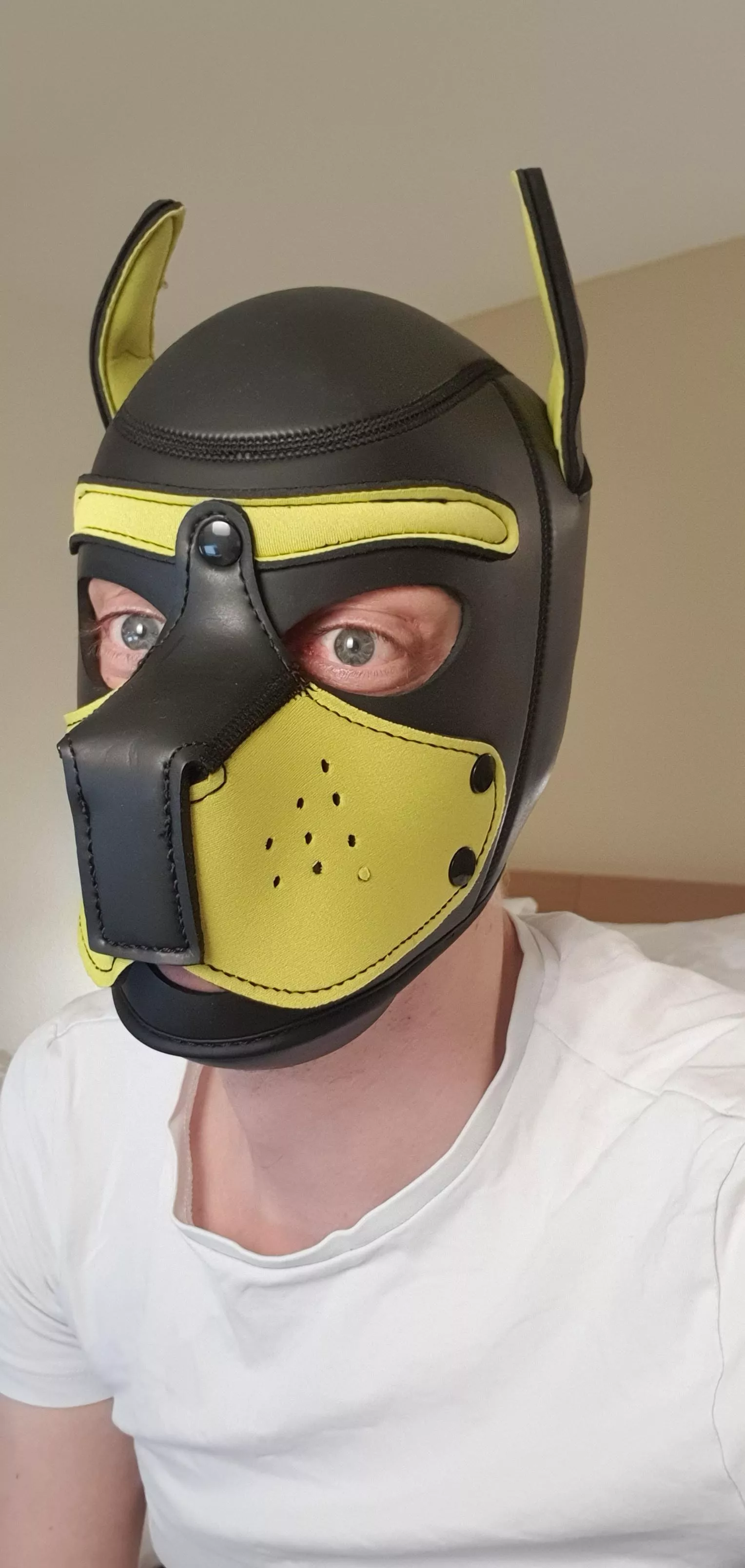 Hi Pups; this tired and stressed out pup finally had a chance to try a hood, whilst his is on the way...