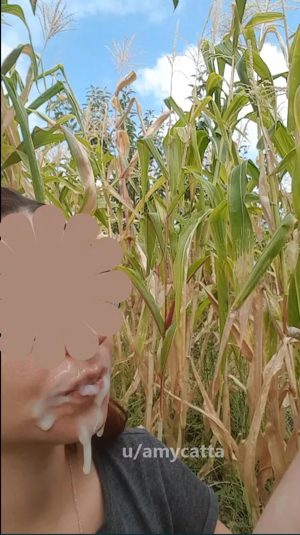 Huge facial after i sucked his cock in a corn field