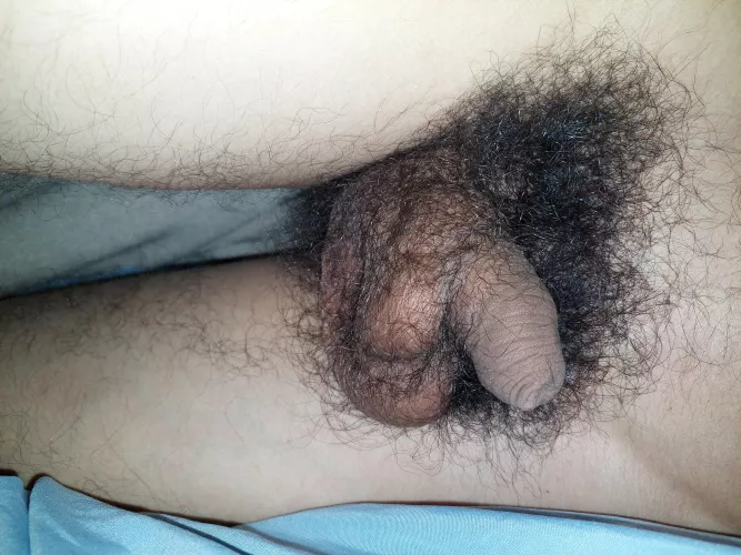 I don't have a big softie but I have a pretty big bush