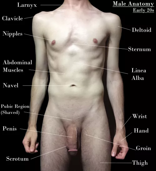 I made this diagram for my roommate to help him study for his anatomy exam ;P
