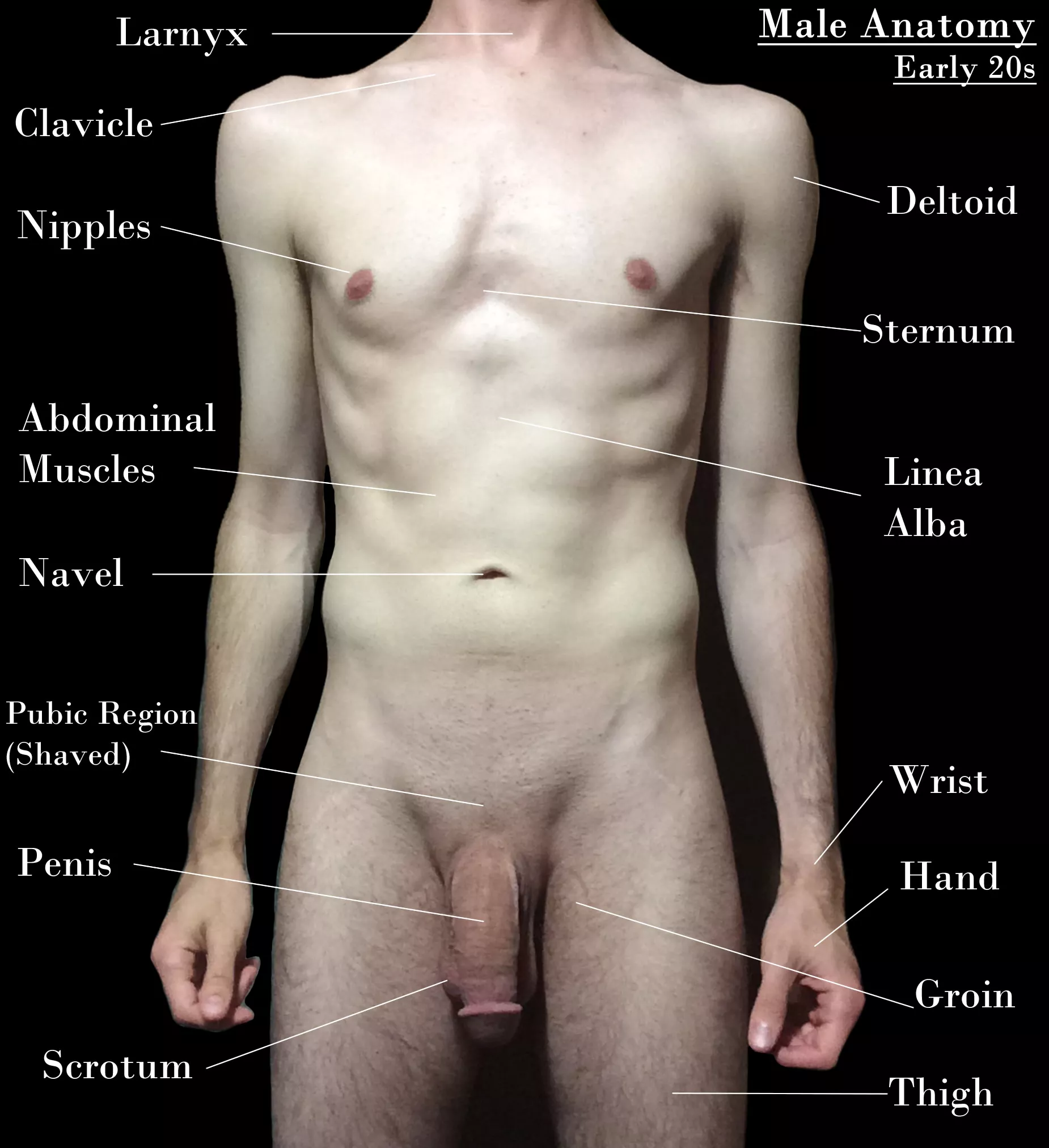 I made this diagram for my roommate to help him study for his anatomy exam ;P