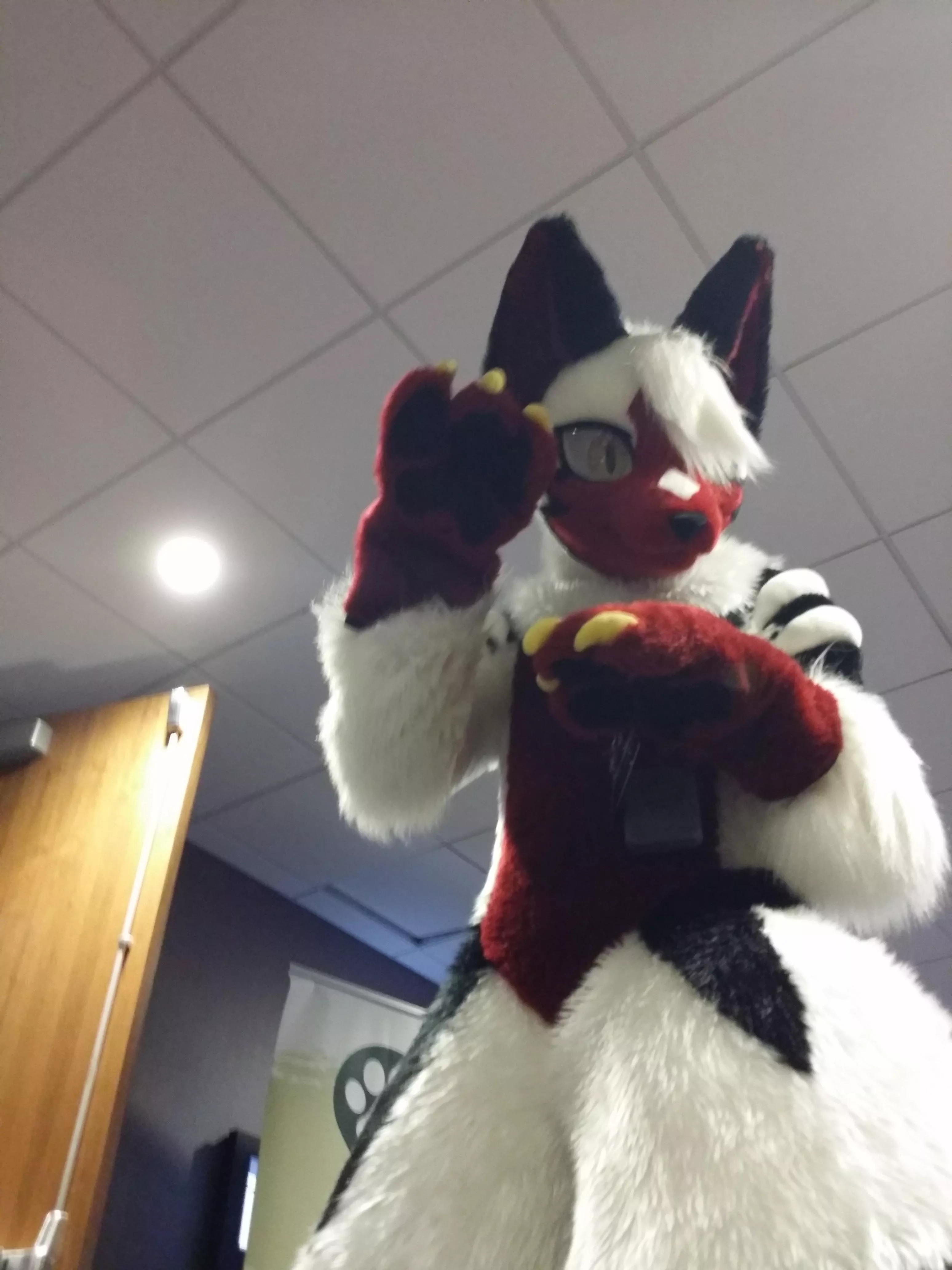 If you point out that I'm tall (over 7' at the ears) one more time I swear I'll-