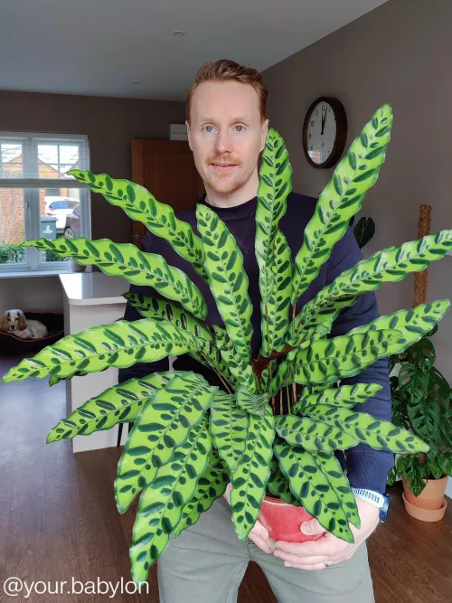 I'm a guy who collects plants π€