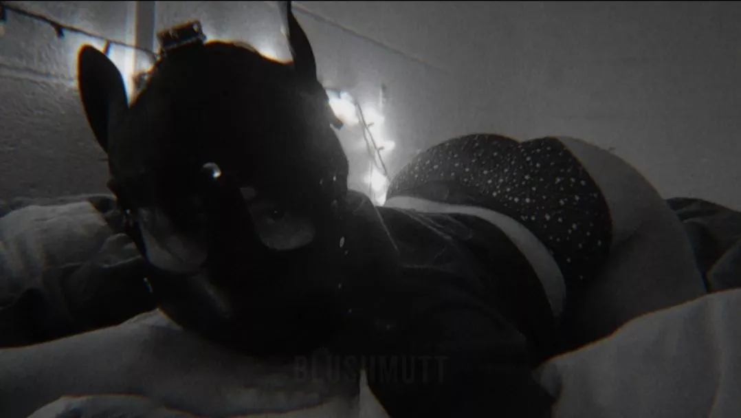 Im a Mutt (he/they/it)