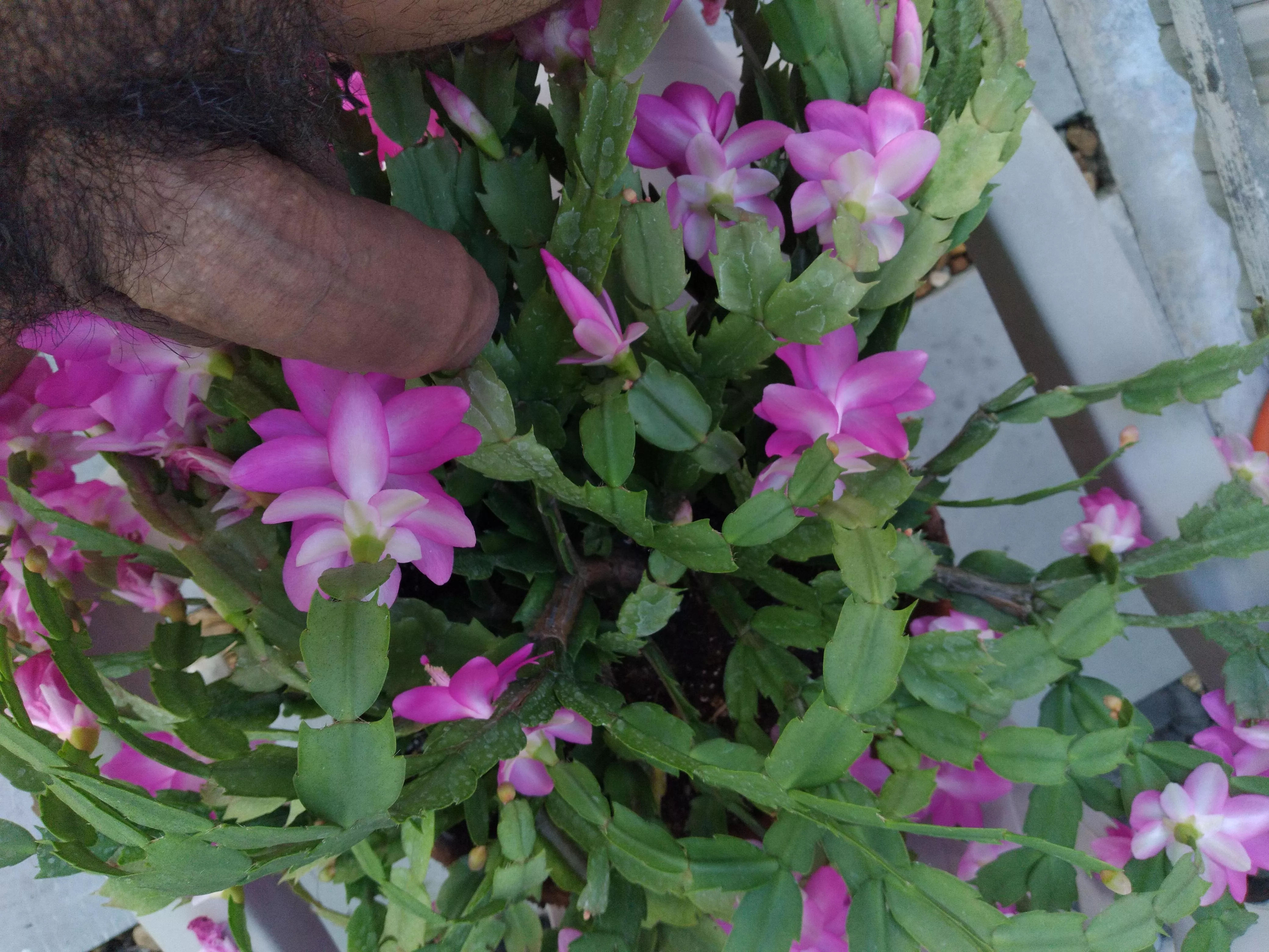 I'm about to pollinate these flowers