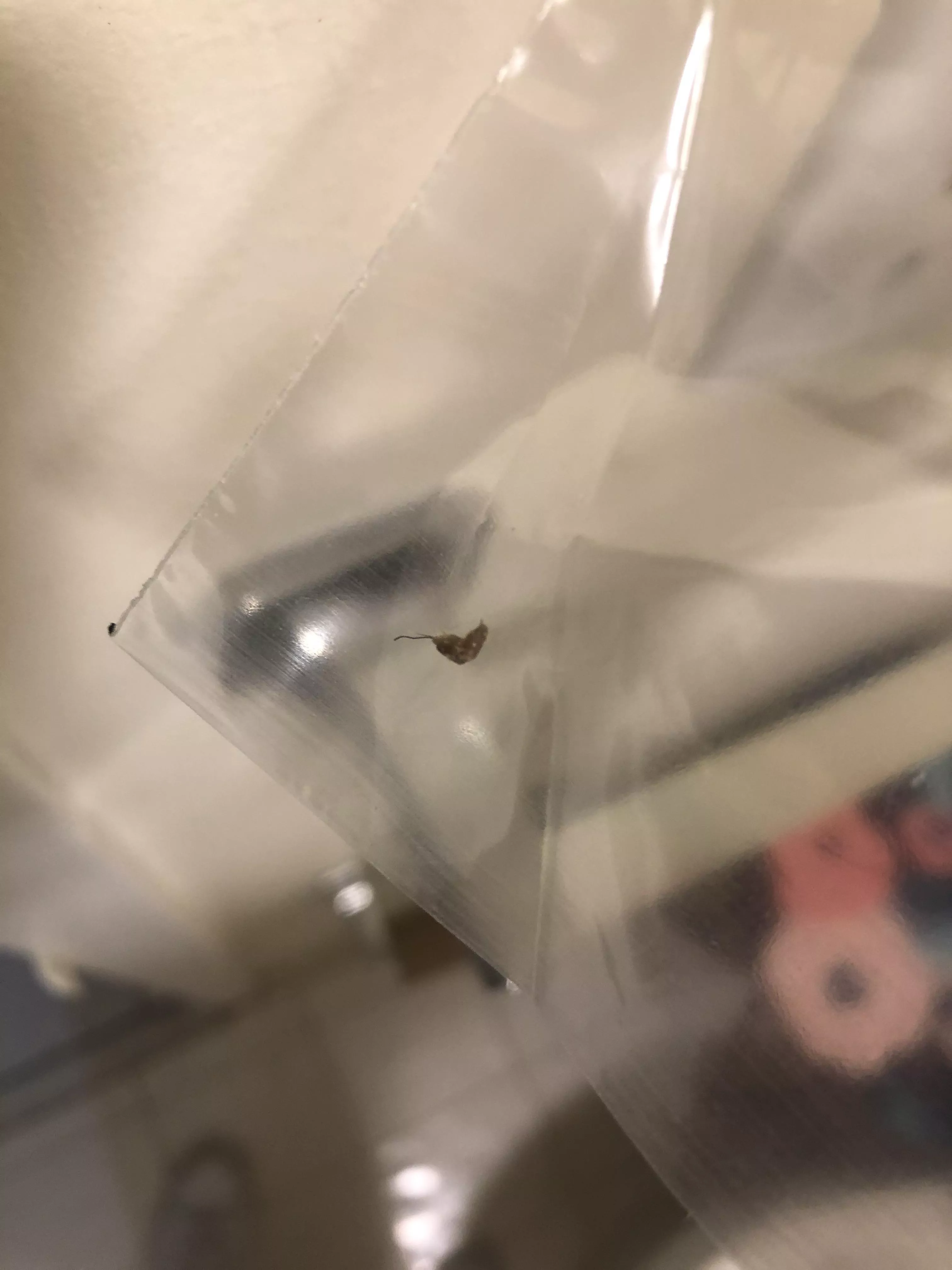 Ingrown hair or blackhead?