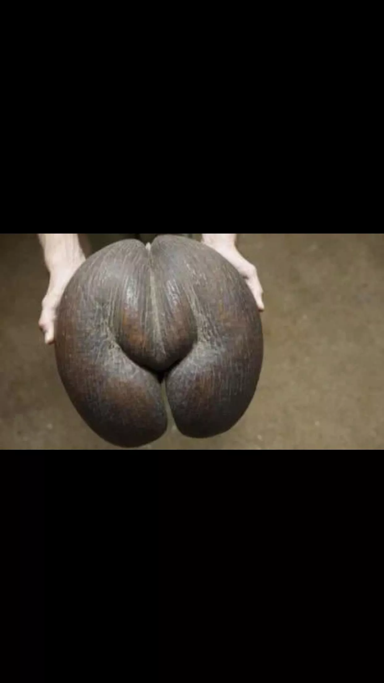 Is it just me or is this seed looking a bit yknow