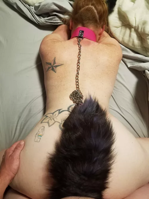 Kitten- collared and used properly