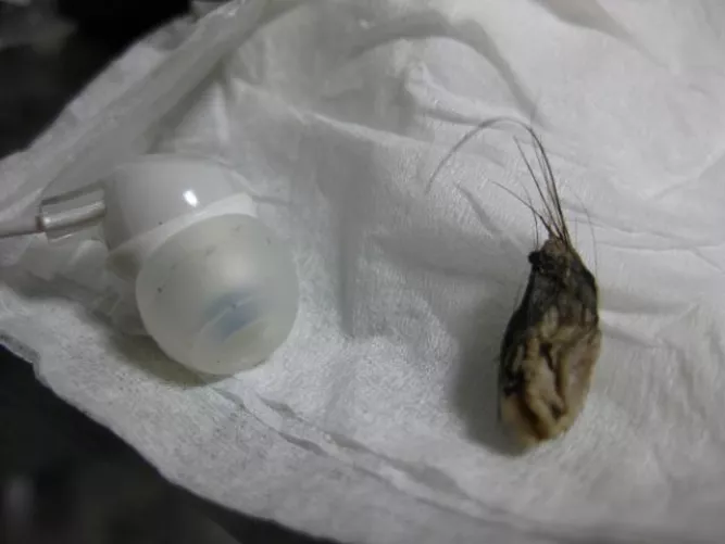 Large Umbolith - Earphone for Scale!