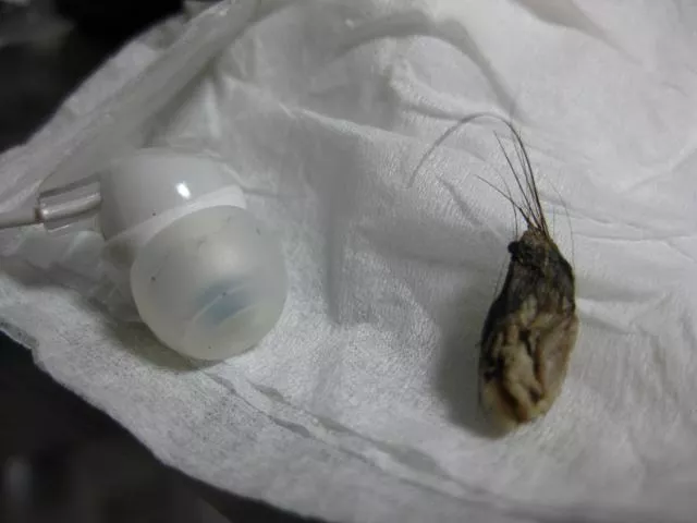 Large Umbolith - Earphone for Scale!