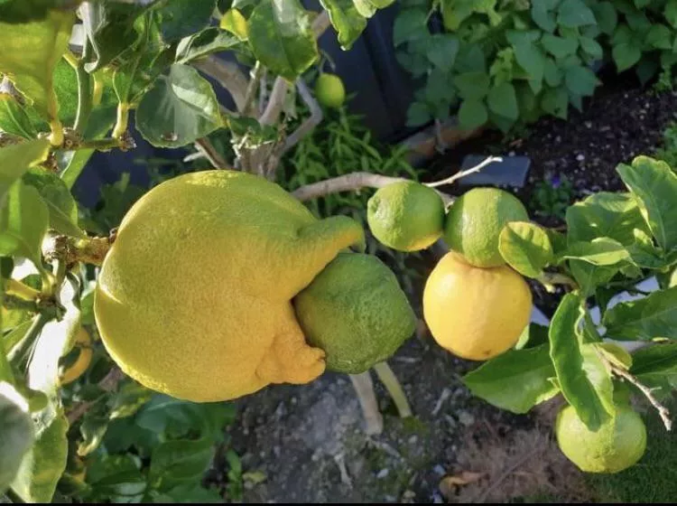 Lemon eats smaller lemon
