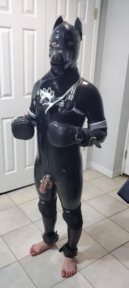 Locked,rubber pup