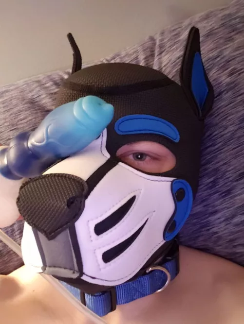 Look at my good boy. Just got his first hood.